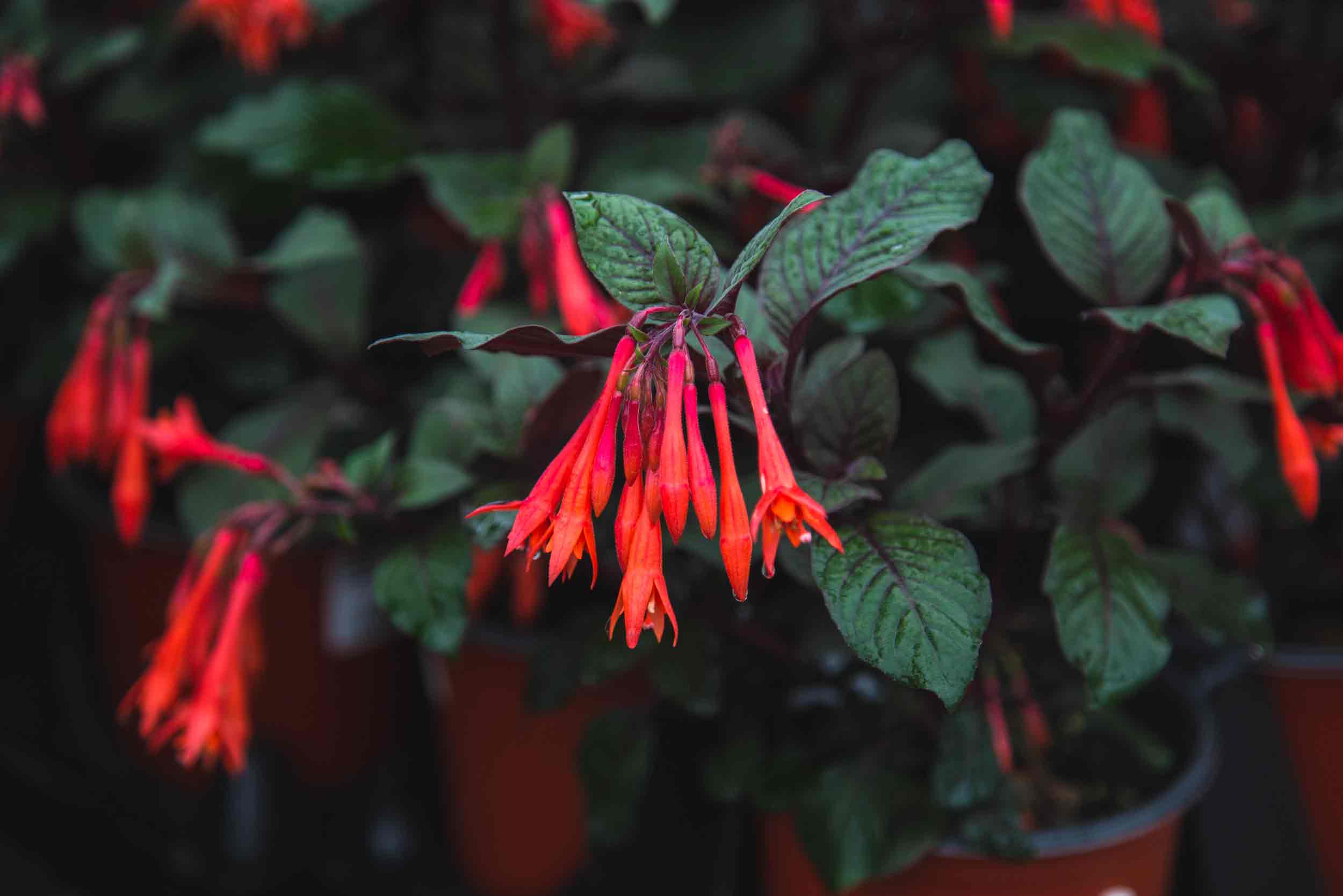 Fuchsia Gartenmeister 8"