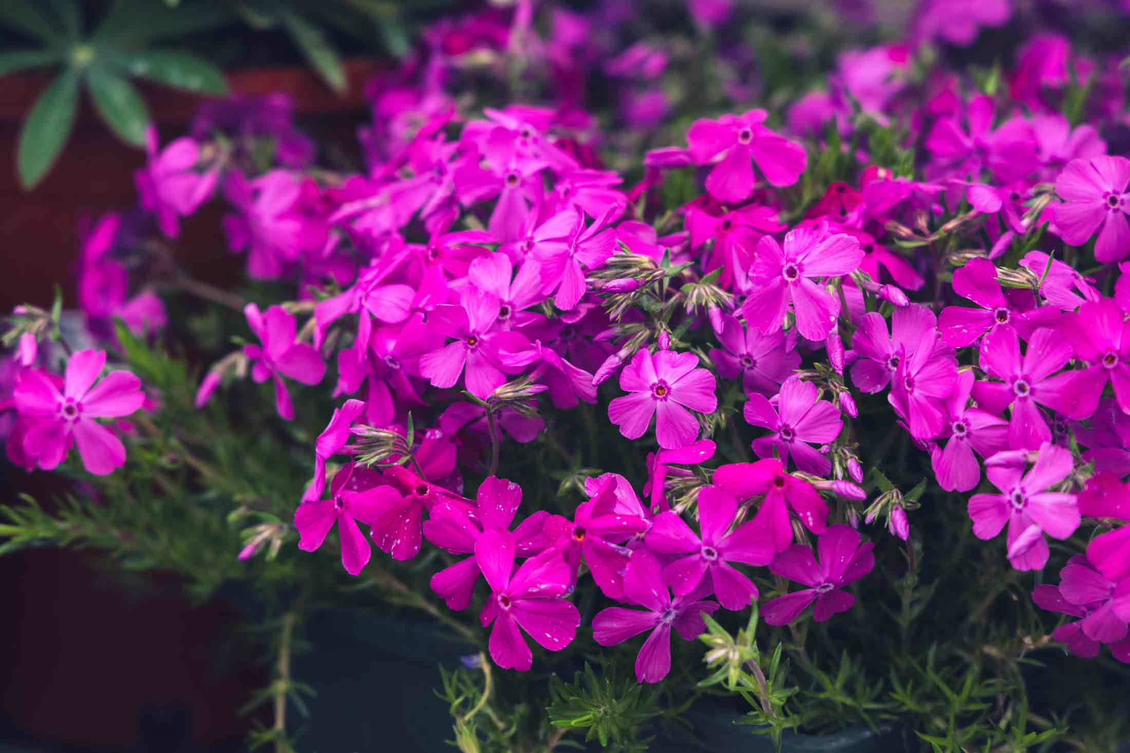 Creeping Phlox 'Drummond Pink' Market Basket