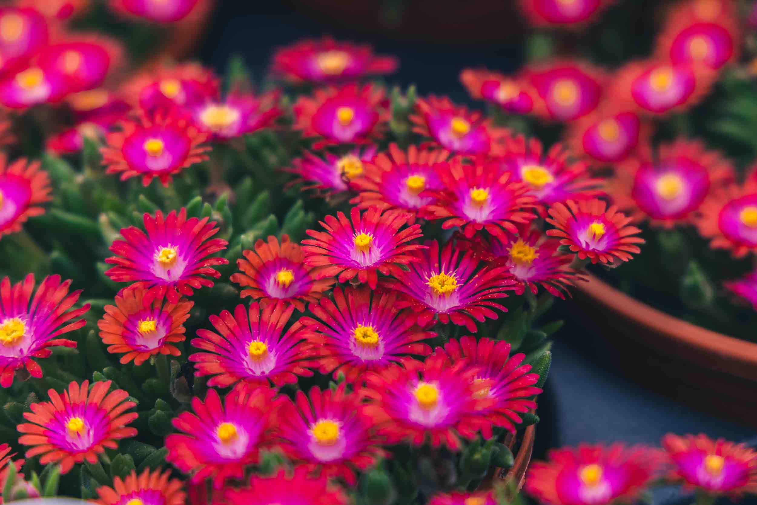 Ice Plant 'Strong Red' 1 Gallon