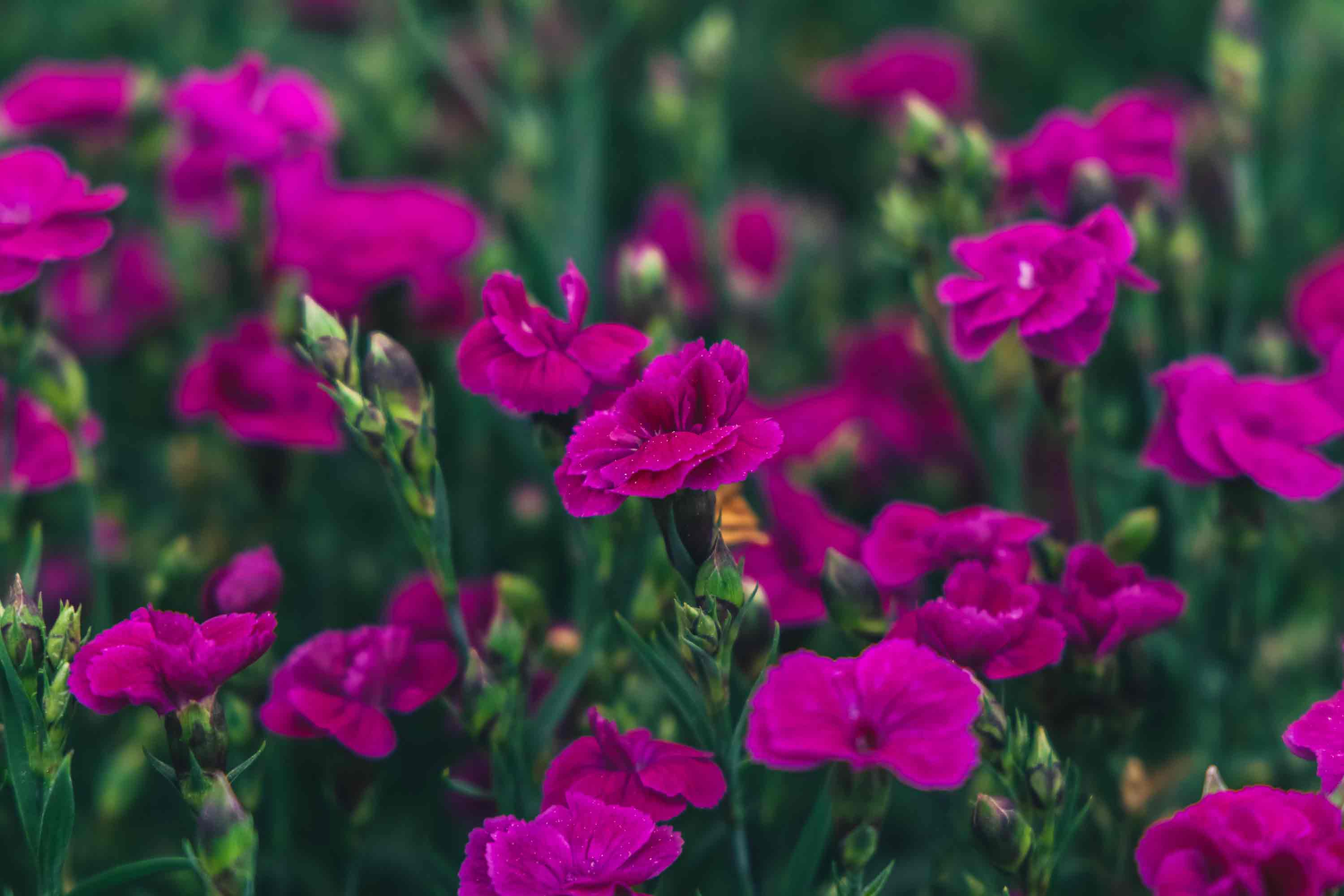 Dianthus Delilah&trade; Purple 1 Gallon
