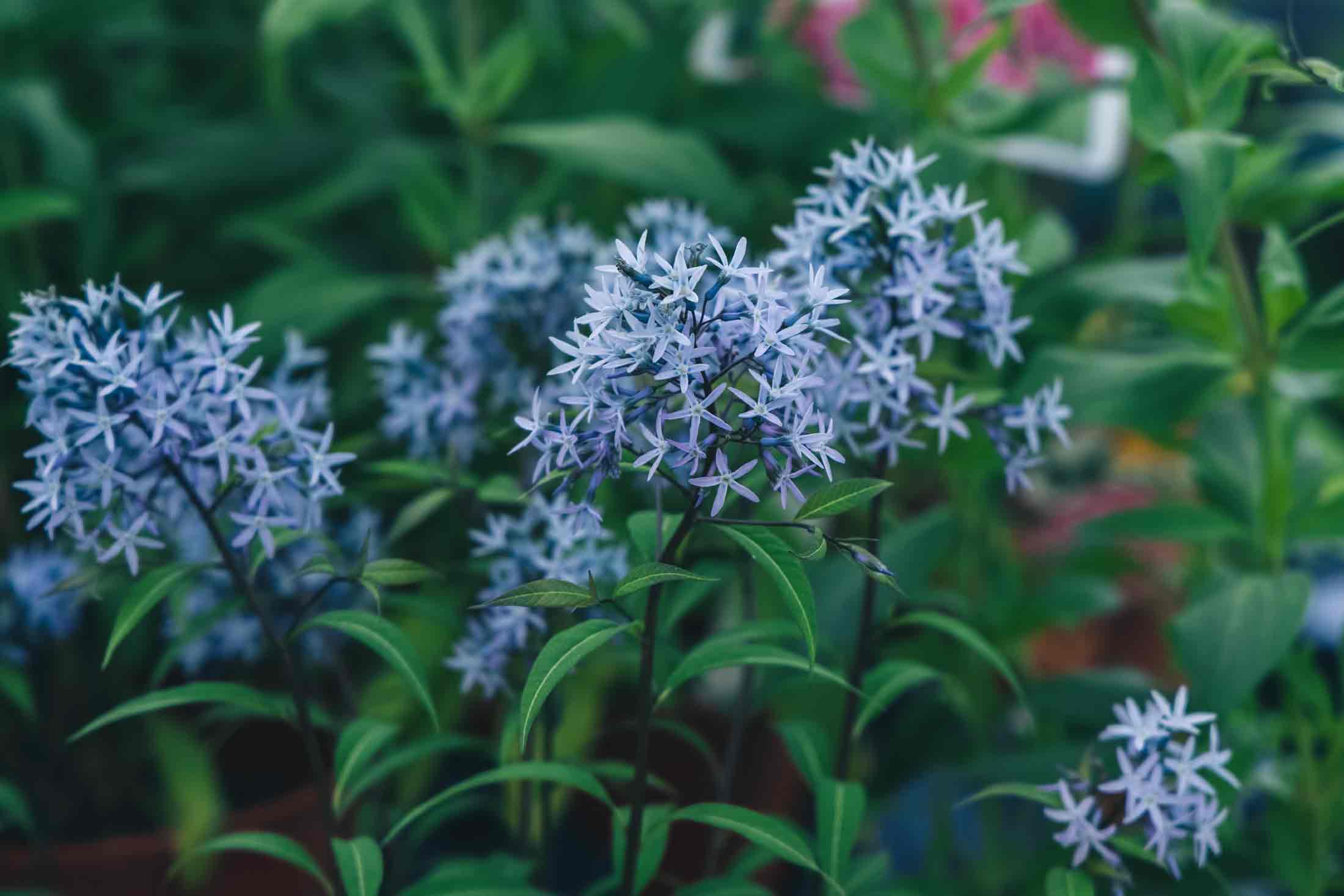 Blue Star 'Storm Cloud' 1 Gallon