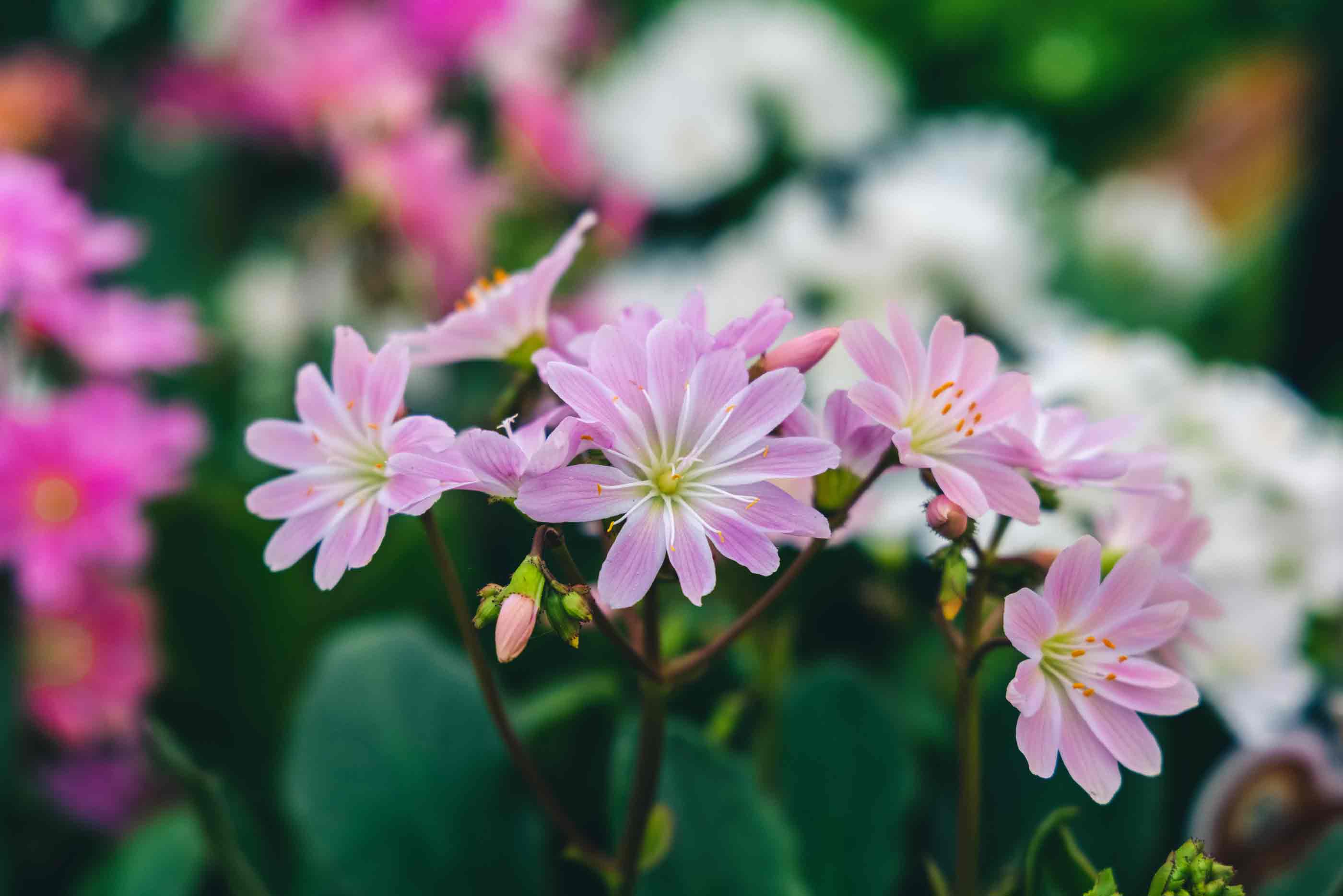 Lewisia 'Elise' Quart