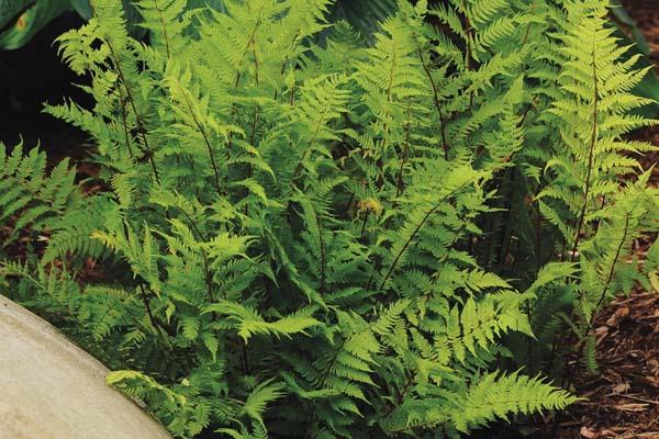 Lady Fern 'Lady in Red' 2 Gallon