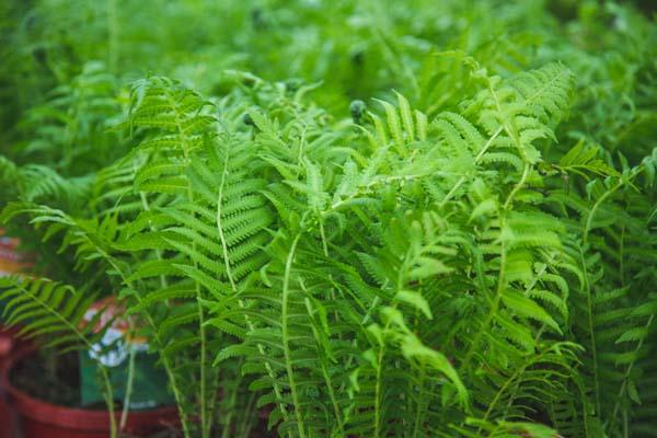 Ostrich Fern 1 Gallon