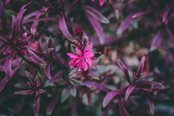 Gaura 'Passionate Rainbow' 1 G