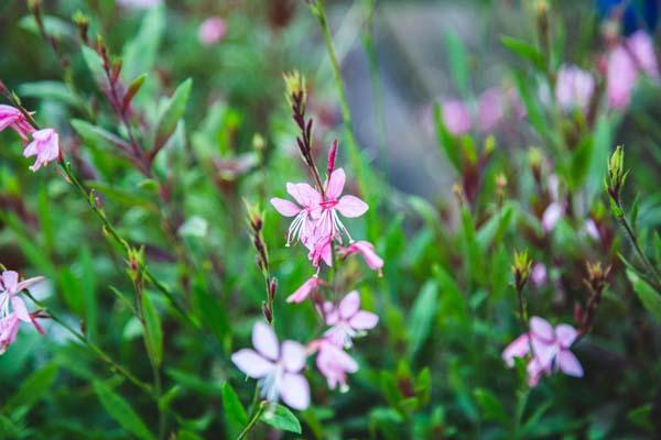 Gaura Walberton's&reg; Pink Fountain 1 G