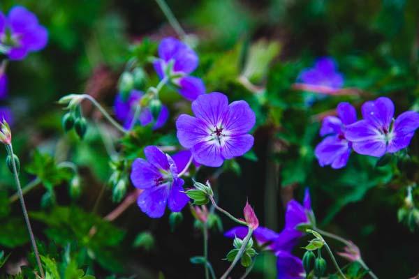 Cranesbill Geranium 'Rozanne' 2 Gallon