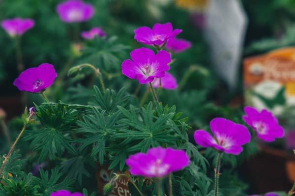 Cranesbill Geranium 'Max Frei' 1 Gallon