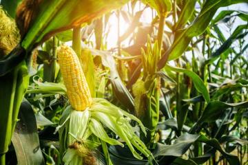 Corn 'Honey 'N Pearl' 3.5"