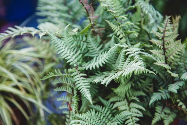Japanese Painted Fern 'Ghost' 1 Gallon