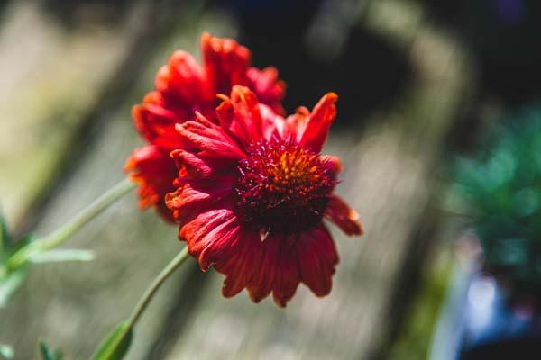 Blanket Flower 'Arizona Red Shades' 1 Gallon