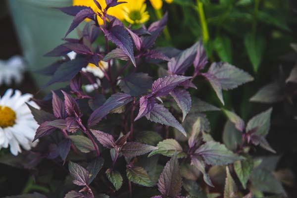 Joe Pye Weed 'Chocolate Boneset' 2 Gallon