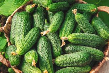 Cucumber 'Patio Snacker' 12" w/cage