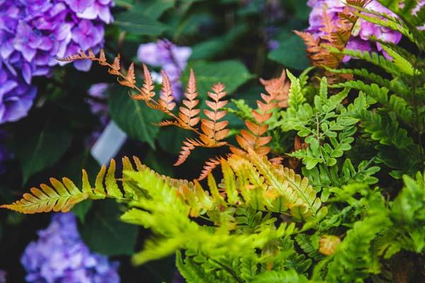 Autumn Fern 'Brilliance' 1 Gallon