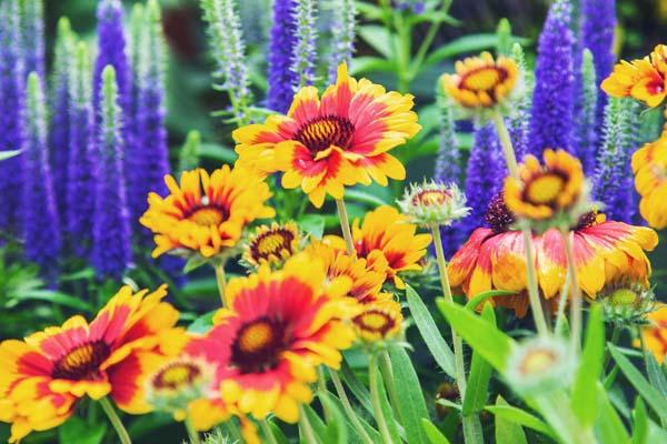 Blanket Flower 'Arizona Sun' 2 Gallon