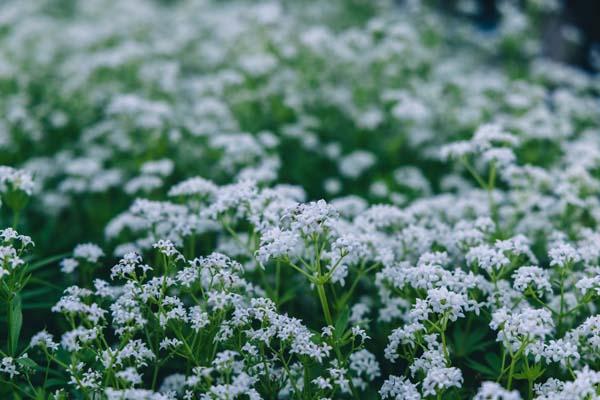 Sweet Woodruff Quart