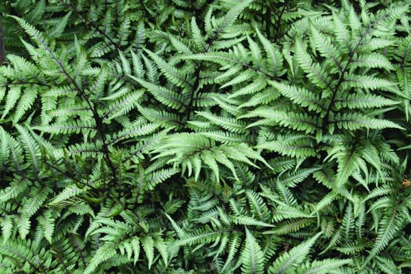 Giant Japanese Painted Fern 'Godzilla' 1 Gallon