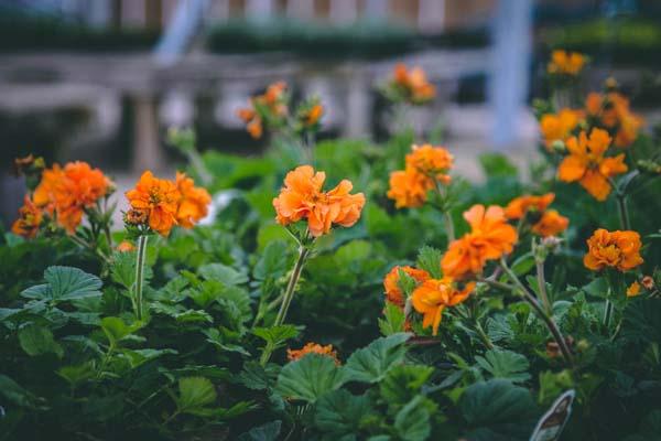 Geum 'Fire Storm' 1 Gallon