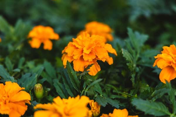 Marigold Durango&reg; Tangerine 4"