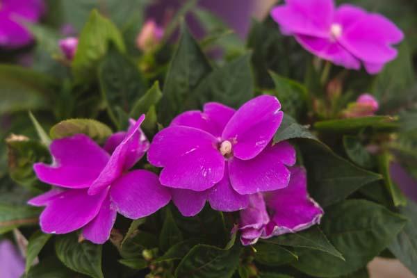 New Guinea Impatiens 'Harmony Dark Lilac' Quart