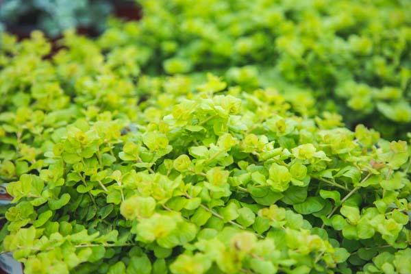 Golden Moneywort 'Aurea' Quart