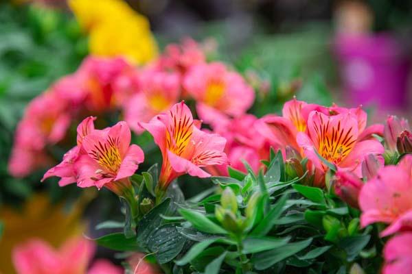 Peruvian Lily 'Eliane' 8in