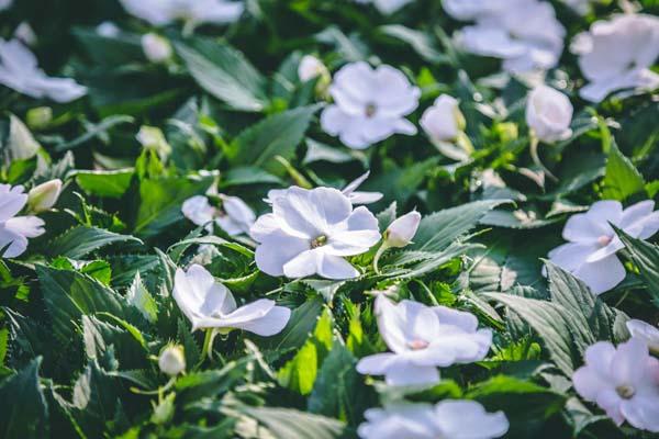 SunPatiens Compact White 8"