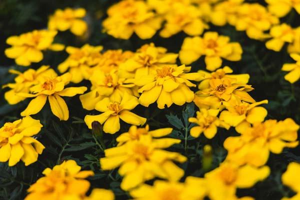 Marigold Durango&reg; Yellow Cell Pack