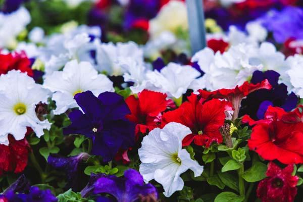 Petunia Dreams&trade; Patriot Mix Cell Pack