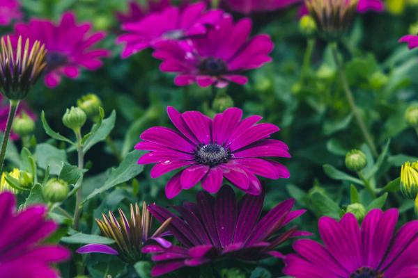 African Daisy Bright Lights&trade; Purple Quart