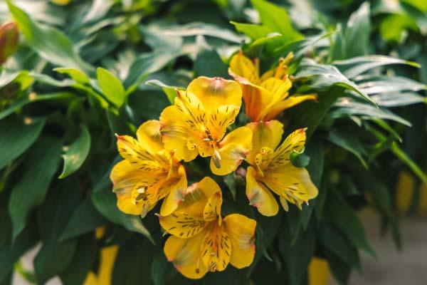 Peruvian Lily 'Ariane' 8in