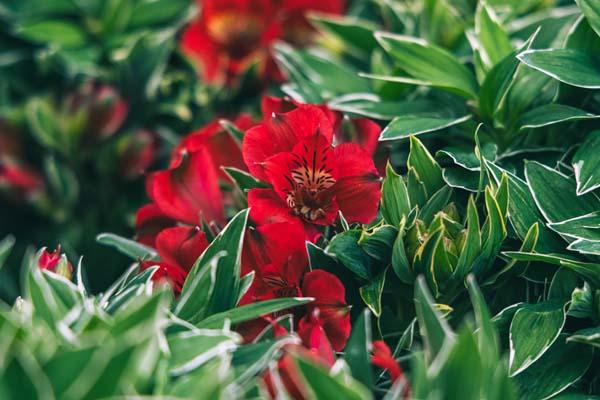 Peruvian Lily 'Katiana' 8in