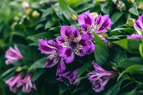 Peruvian Lily 'Mulan' 8in