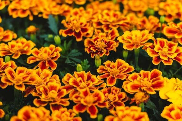 Marigold Durango&reg; Flame 4"