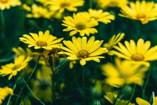 African Daisy 'Voltage Yellow' Quart