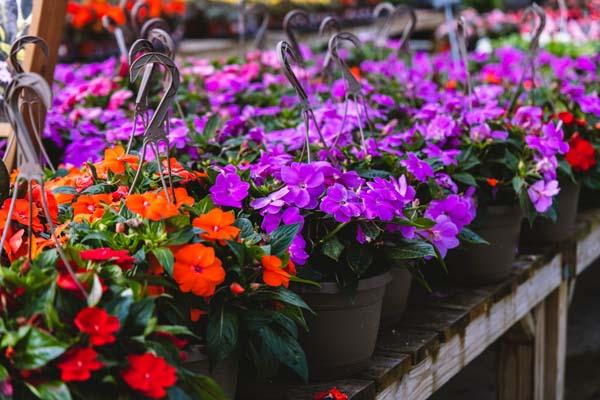 New Guinea Impatiens Assorted 10"