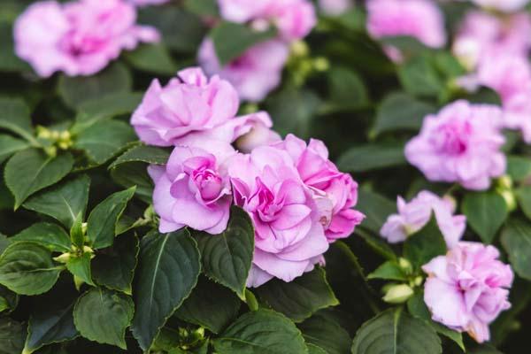 Impatiens Double Assorted Colors Quart