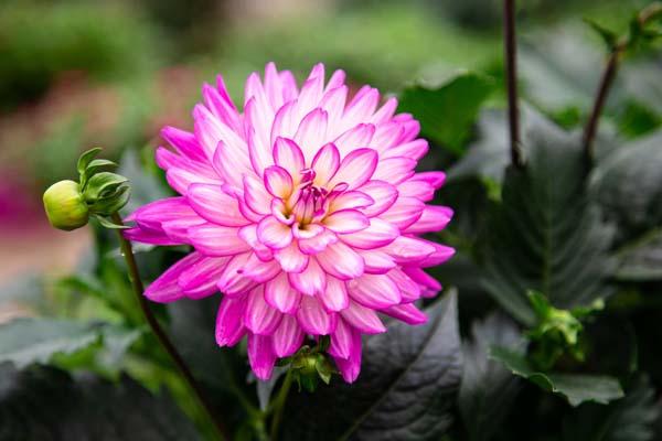 Dahlia 'XXL Veracruz' 8"