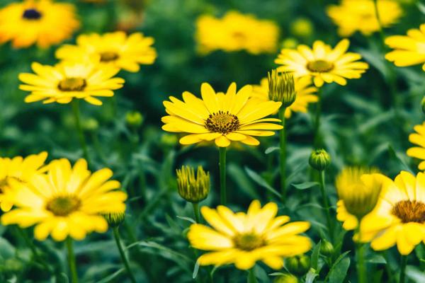 African Daisy Serenity&trade; Deep Yellow Quart