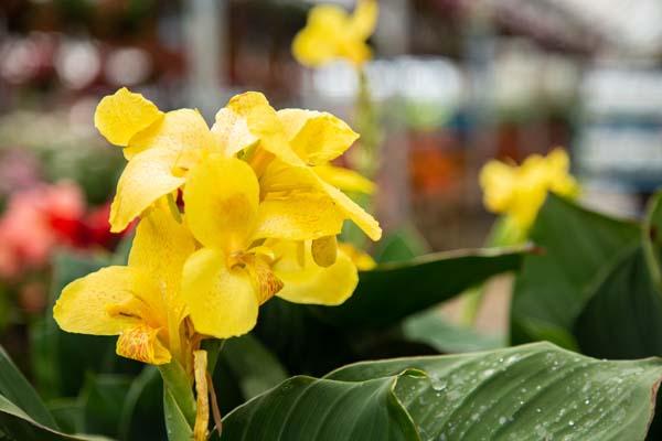 Canna Lily Cannova&reg; Yellow 8in