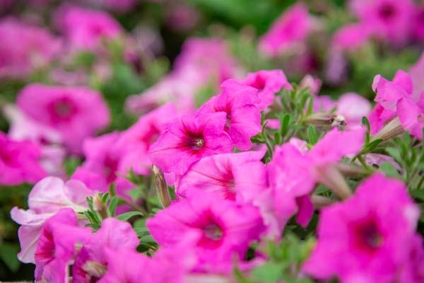 Easy Wave&reg; Petunia Pink Passion 8"