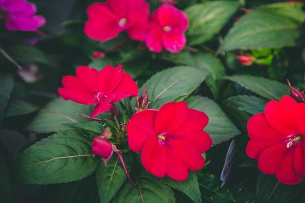 SunPatiens&reg; Compact Fire Red Quart