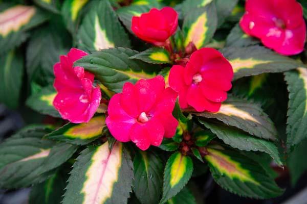 SunPatiens&reg; Compact Tropical Rose Quart