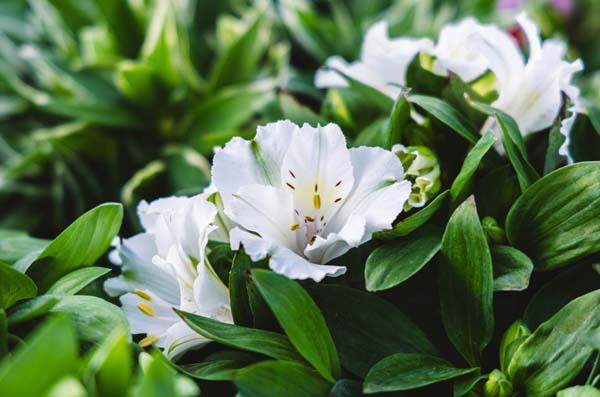 Peruvian Lily 'Claire' 8in