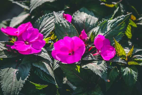 SunPatiens&reg; Compact Purple Quart