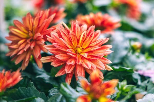 Dahlia 'XXL Tabasco' 8"
