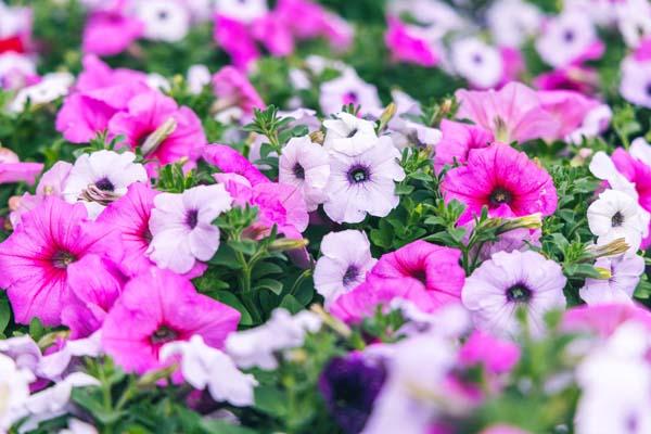 Wave&reg; Petunia Combo Subtle Perfection 8"