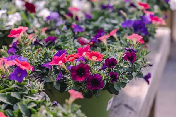 Wave&reg; Petunia Combo Firecracker 8"