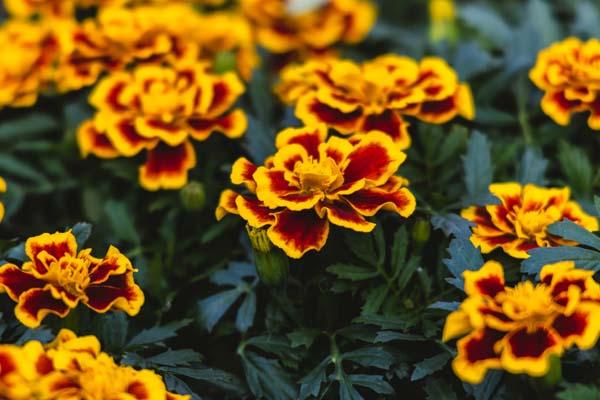 Marigold Durango&reg; Bee Cell Pack
