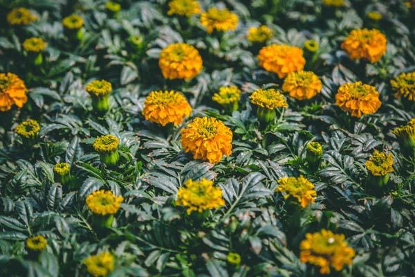 Marigold inca II&reg; Orange Cell Pack
